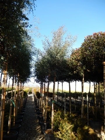 Eucalyptus Als Boom (Eucalyptus Gunnii) 10 Eucalyptus Als Boom (Eucalyptus Gunnii) - Afbeelding 8