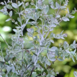 Eucalyptus Als Boom (Eucalyptus Gunnii) 15 Eucalyptus Als Boom (Eucalyptus Gunnii) -Tuin Puur Verkoop eucalyptus gunnii 2