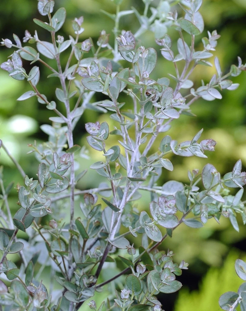 Eucalyptus Als Boom (Eucalyptus Gunnii) 5 Eucalyptus Als Boom (Eucalyptus Gunnii) - Afbeelding 3