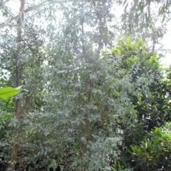 Winterharde Gomboom (Eucalyptus Gunnii) 12 Winterharde Gomboom (Eucalyptus Gunnii) -Tuin Puur Verkoop eucalyptus gunnii struikvorm c500