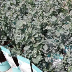 Winterharde Eucalyptus (Eucalyptus Gunnii 'Azura') 15 Winterharde Eucalyptus (Eucalyptus Gunnii 'Azura') -Tuin Puur Verkoop eucalyptusazura01