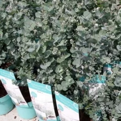 Winterharde Eucalyptus (Eucalyptus Gunnii 'Azura') 14 Winterharde Eucalyptus (Eucalyptus Gunnii 'Azura') -Tuin Puur Verkoop eucalyptusazura02