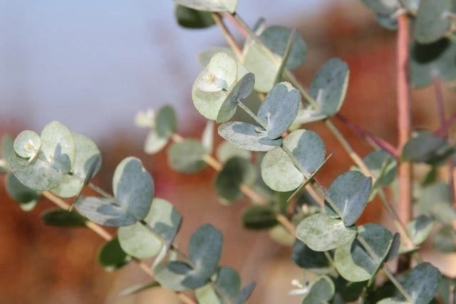 Winterharde Eucalyptus (Eucalyptus Gunnii 'Azura') 4 Winterharde Eucalyptus (Eucalyptus Gunnii 'Azura') - Afbeelding 2