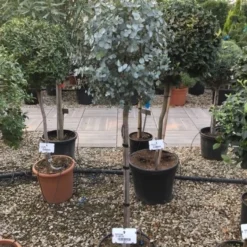 Eucalyptus Op Stam (Eucalyptus Gunnii) 9 Eucalyptus Op Stam (Eucalyptus Gunnii) -Tuin Puur Verkoop eucalytus gunni 80cm stam