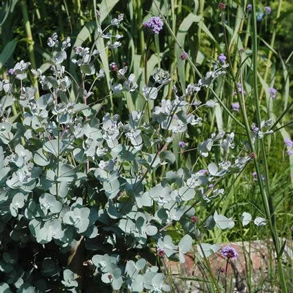 Eucalyptus Als Boom (Eucalyptus Gunnii) 6 Eucalyptus Als Boom (Eucalyptus Gunnii) - Afbeelding 4