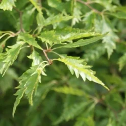 Varenbeuk (Fagus Syvatica 'Asplenifolia' ) 12 Varenbeuk (Fagus Syvatica 'Asplenifolia' ) -Tuin Puur Verkoop fagus syl. aspleniifolia 1