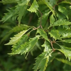 Varenbeuk (Fagus Syvatica 'Asplenifolia' ) 10 Varenbeuk (Fagus Syvatica 'Asplenifolia' ) -Tuin Puur Verkoop fagus syl. aspleniifolia 2