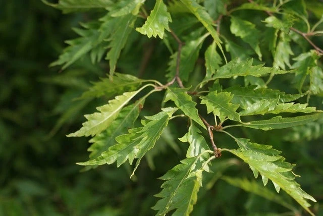 Varenbeuk (Fagus Syvatica 'Asplenifolia' ) 5 Varenbeuk (Fagus Syvatica 'Asplenifolia' ) - Afbeelding 4