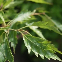 Varenbeuk (Fagus Syvatica 'Asplenifolia' ) 11 Varenbeuk (Fagus Syvatica 'Asplenifolia' ) -Tuin Puur Verkoop fagus syl. aspleniifolia 3