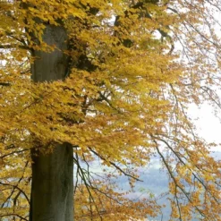 Beukenboom (Fagus Sylvatica) 17 Beukenboom (Fagus Sylvatica) -Tuin Puur Verkoop fagus sylvatica02