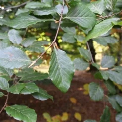Beukenboom (Fagus Sylvatica) 14 Beukenboom (Fagus Sylvatica) -Tuin Puur Verkoop fagus sylvatica 1