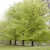 Beukenboom (Fagus Sylvatica) -Tuin Puur Verkoop fagus sylvatica 1 1