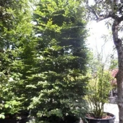 Beukenboom (Fagus Sylvatica) 20 Beukenboom (Fagus Sylvatica) -Tuin Puur Verkoop fagus sylvatica 300 350 c500 zuil