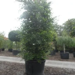 Beukenboom (Fagus Sylvatica) 21 Beukenboom (Fagus Sylvatica) -Tuin Puur Verkoop fagus sylvatica 300 350 c750 zuil
