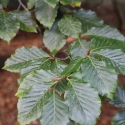 Beukenboom (Fagus Sylvatica) 16 Beukenboom (Fagus Sylvatica) -Tuin Puur Verkoop fagus sylvatica 4