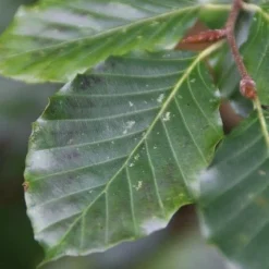 Beukenboom (Fagus Sylvatica) 15 Beukenboom (Fagus Sylvatica) -Tuin Puur Verkoop fagus sylvatica 5