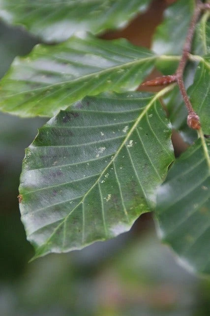 Beukenboom (Fagus Sylvatica) 6 Beukenboom (Fagus Sylvatica) - Afbeelding 4