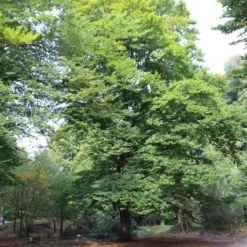 Beukenboom (Fagus Sylvatica) 18 Beukenboom (Fagus Sylvatica) -Tuin Puur Verkoop fagus sylvatica beukenboom 3