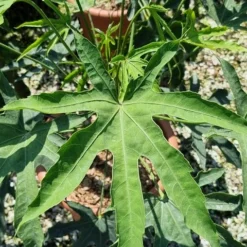 Vingerplant (Fatsia Polycarpa 'Green Fingers') -Tuin Puur Verkoop fatisa polycarpa green fingers 2 1