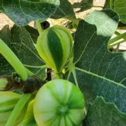 Vijg Op Stam (Ficus Carica 'Panache') 8 Vijg Op Stam (Ficus Carica 'Panache') -Tuin Puur Verkoop ficus caira panachee 2 1