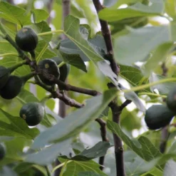 Vijg (Ficus Carica) 13 Vijg (Ficus Carica) -Tuin Puur Verkoop ficus carica 1