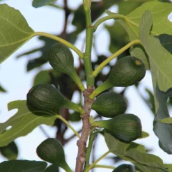 Vijg (Ficus Carica) 14 Vijg (Ficus Carica) -Tuin Puur Verkoop ficus carica 2