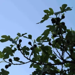 Vijg Op Stam (Ficus Carica) 20 Vijg Op Stam (Ficus Carica) -Tuin Puur Verkoop ficus carica 3