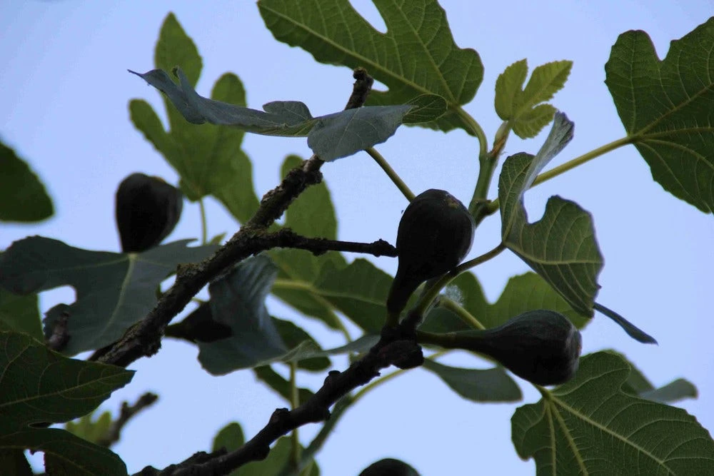 Vijg Op Stam (Ficus Carica) 3 Vijg Op Stam (Ficus Carica)
