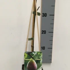 Vijg (Ficus Carica) 15 Vijg (Ficus Carica) -Tuin Puur Verkoop ficus carica 50 60 c2