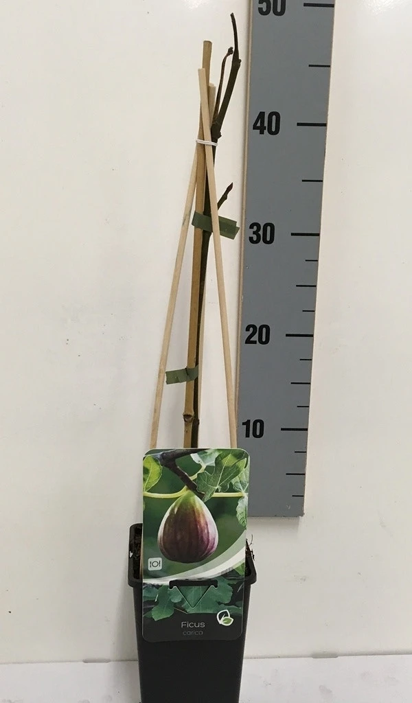 Vijg (Ficus Carica) 9 Vijg (Ficus Carica) - Afbeelding 7