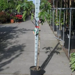 Vijg Op Stam (Ficus Carica) 19 Vijg Op Stam (Ficus Carica) -Tuin Puur Verkoop ficus carica halfstam c15