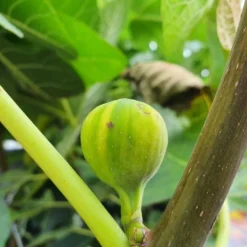 Vijg (Ficus Carica 'Panache') -Tuin Puur Verkoop ficuscaricapanache01