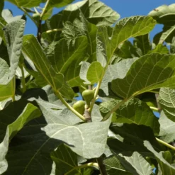 Vijg (Ficus Carica 'Panache') -Tuin Puur Verkoop ficuscaricavi