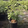 Vijg (Ficus Carica 'Violet Dauphine') -Tuin Puur Verkoop ficuscaricaviolettedauphine01