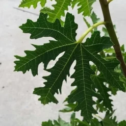 Vijg (Ficus Carica 'Ice Crystal') 6 Vijg (Ficus Carica 'Ice Crystal') -Tuin Puur Verkoop ficusicecrystal02