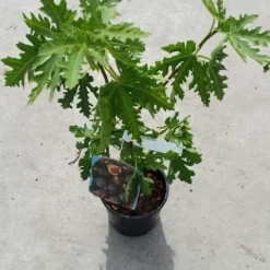 Vijg (Ficus Carica 'Ice Crystal') 7 Vijg (Ficus Carica 'Ice Crystal') -Tuin Puur Verkoop ficusicecrystal03