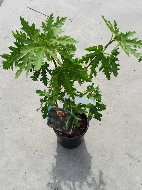 Vijg (Ficus Carica 'Ice Crystal') 5 Vijg (Ficus Carica 'Ice Crystal') - Afbeelding 3