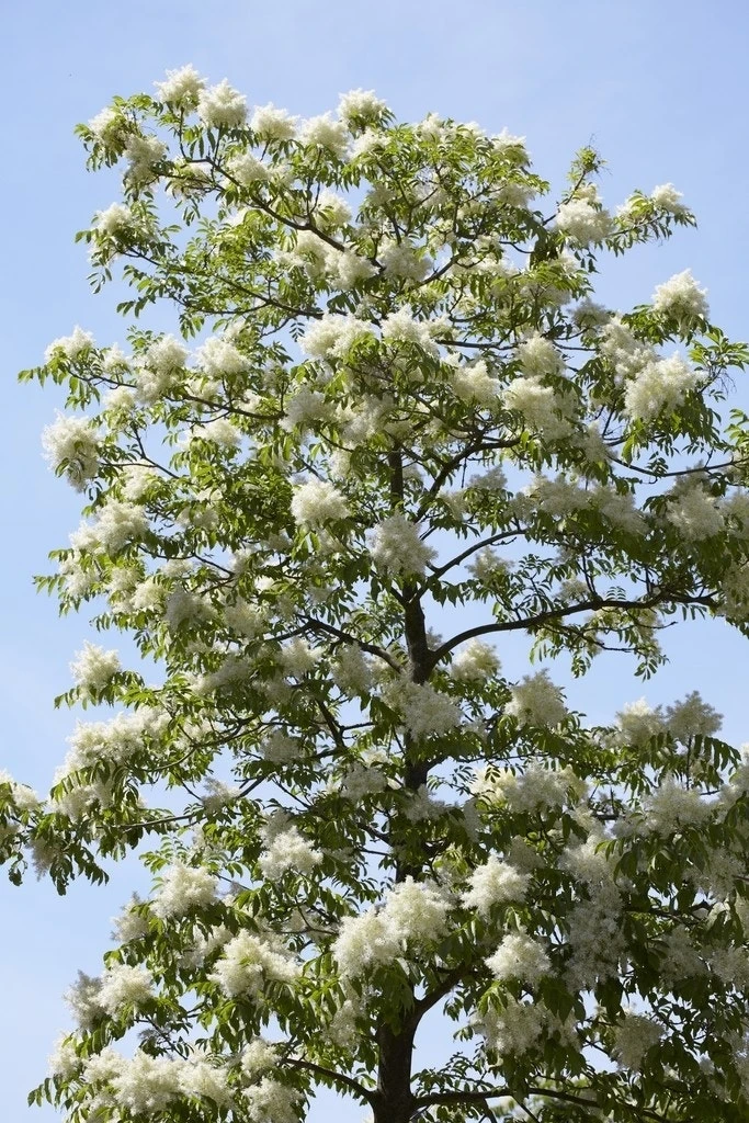 Pluim-es (Fraxinus Ornus) 4 Pluim-es (Fraxinus Ornus) - Afbeelding 2