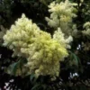 Pluim-es (Fraxinus Ornus) -Tuin Puur Verkoop frornus 2