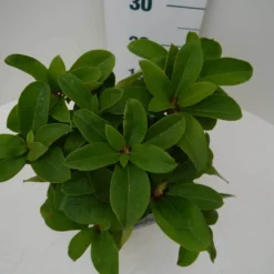 Rhododendron (Rhododendron 'Germania') -Tuin Puur Verkoop germania c2 boven