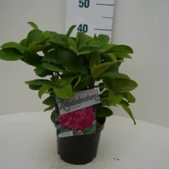 Rhododendron (Rhododendron 'Germania') -Tuin Puur Verkoop germania c2 voor