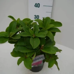 Rhododendron (Rhododendron 'Germania') -Tuin Puur Verkoop germania c2 zij