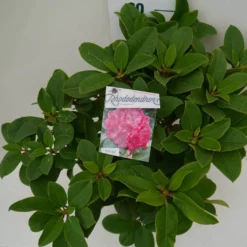 Rhododendron (Rhododendron 'Germania') -Tuin Puur Verkoop germania c7.5 boven