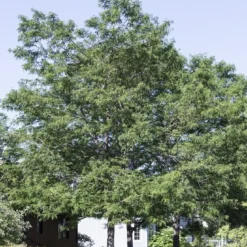 Valse Christusdoorn (Gleditsia Triacanthos)