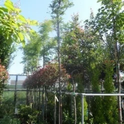Geelbladige Christusdoorn (Gleditsia Triacanthos 'Sunburst') -Tuin Puur Verkoop gleditsia triacanthos sunburst 10 12ho cont