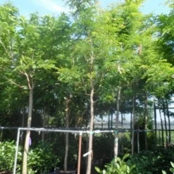 Geelbladige Christusdoorn (Gleditsia Triacanthos 'Sunburst') -Tuin Puur Verkoop gleditsia triacanthos sunburst 14 16 18ho cont