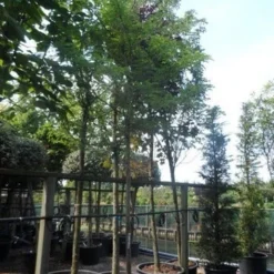 Geelbladige Christusdoorn (Gleditsia Triacanthos 'Sunburst') -Tuin Puur Verkoop gleditsia triacanthos sunburst 18 20ho c160