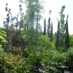 Geelbladige Christusdoorn (Gleditsia Triacanthos 'Sunburst') -Tuin Puur Verkoop gleditsia triacanthos sunburst 200 250 300 geveerd