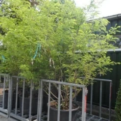 Geelbladige Christusdoorn (Gleditsia Triacanthos 'Sunburst') -Tuin Puur Verkoop gleditsia triacanthos sunburst 250 300 c130 meerstammige struik