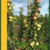 Zuilfruit (Malus Domestica 'Goldcats') -Tuin Puur Verkoop goldcats